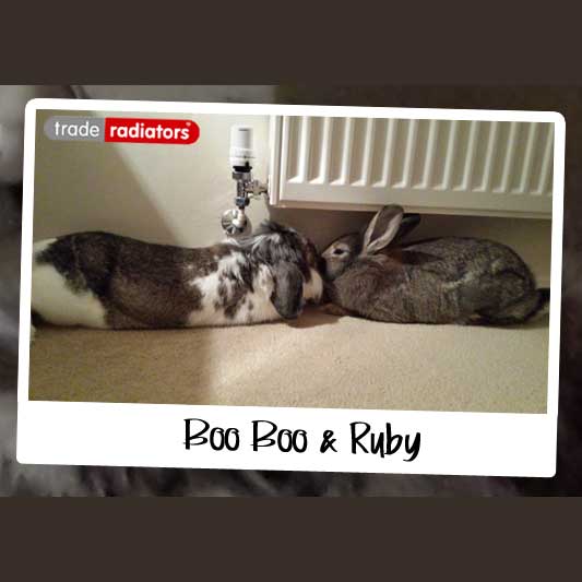 Boo Boo and Ruby the rabbits sat underneath a white convector radiator.