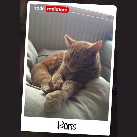 Boris the cat chillaxing on the sofa in front of a convector radiator.
