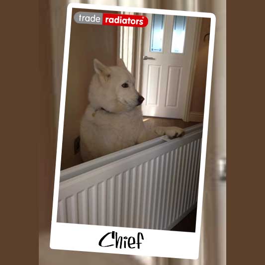 Chief the dog balancing his paw on top of a white double panel convector radiator