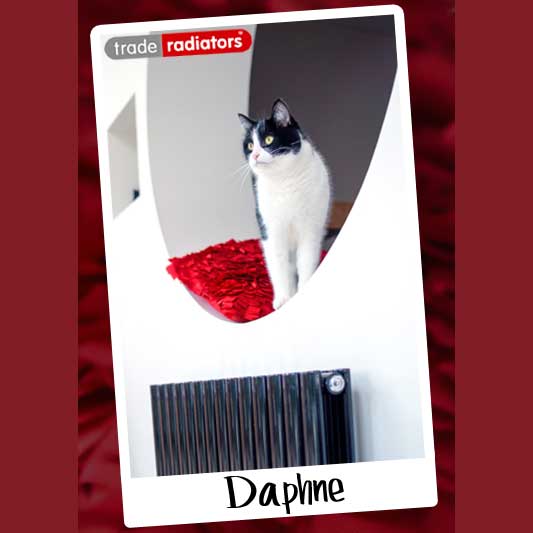 Daphne the cat above a black radiator.