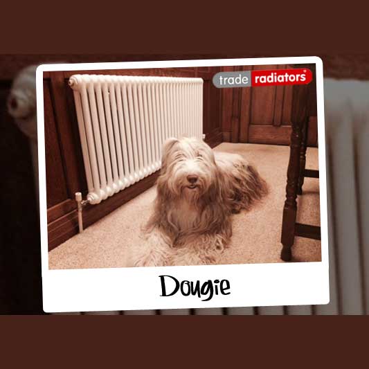Dougie the dog sat on a carpet in front of a white column radiator.