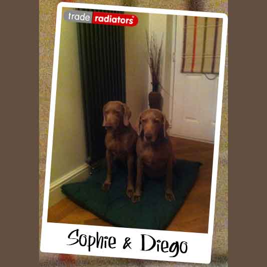 Sophie and Diego the chocolate Labradors on a cushion in a hallway in front of an vertical anthracite radiator.