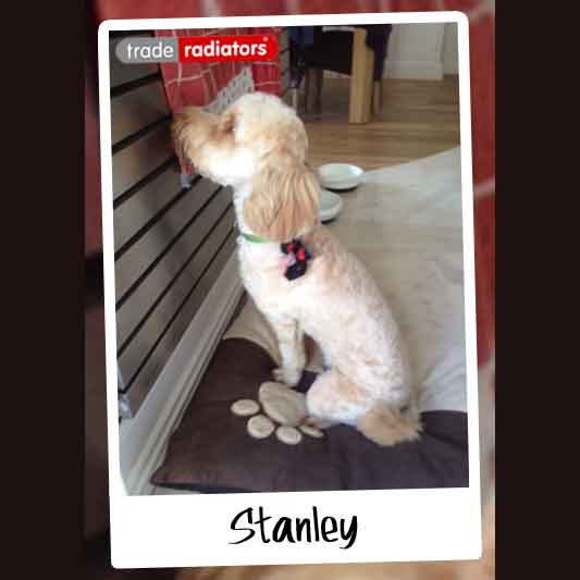 Stanley the dog with his nose pressed against a horizontal stainless steel radiator