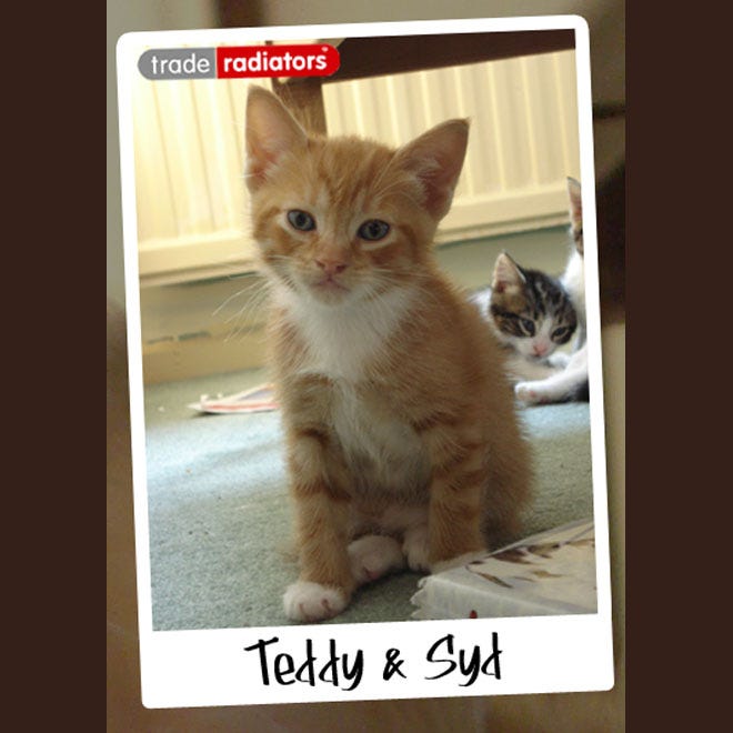 Teddy and Syd the kittens playing in front of a white radiator.