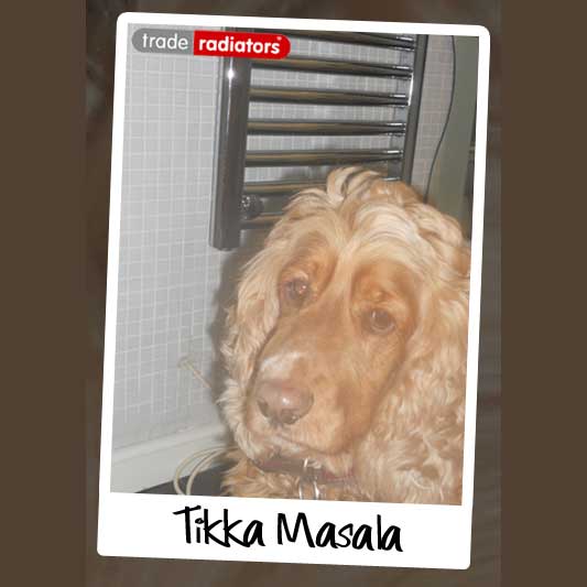 Tikka Masala the dog in a bathroom in front of a chrome heated towel rail.