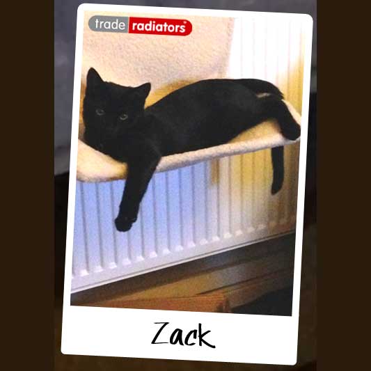 Zack the black cat lying on his radiator bed above a white radiator.